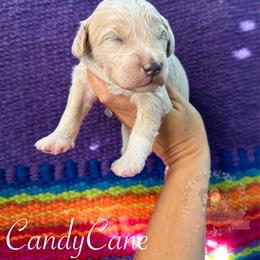 CandyCane - Apricot male Aussiedoodle puppy in Corydon, Indiana from Ridgeline Doodles