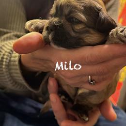 Milo - Red gold male Lhasa Apso puppy in Waterford, Connecticut from Floofie Butts