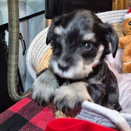 Charlie - Black and silver male Miniature Schnauzer puppy in Fountain City, Indiana from Bearded Dynasty Schnauzers