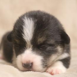 Lamborghini - Black and tan male Pembroke Welsh Corgi puppy in West, Texas from Rustic Spur Kennel