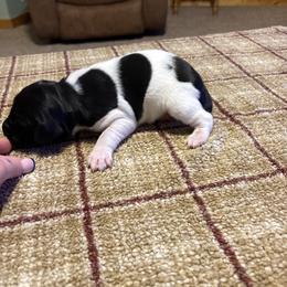 Male - Black and white male German Shorthaired Pointer puppy in Wadena, Minnesota from Helmbrecht GSP's