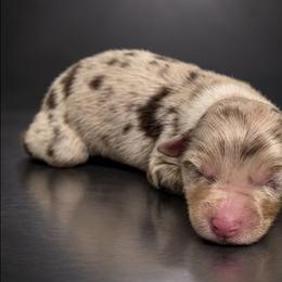 Natalie - Red merle female Australian Shepherd puppy in Fultonville, New York from Sandy Aussies, Mini Dachshunds & Pomeranians