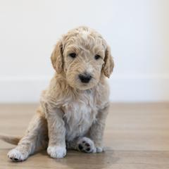 Mammoth - Cream male Double Doodle puppy in Peoria, Arizona from Sonoran Doodles