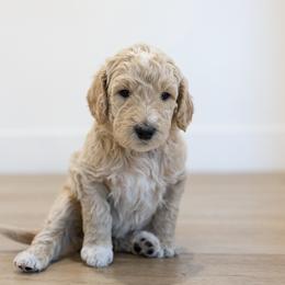 Mammoth - Cream male Double Doodle puppy in Peoria, Arizona from Sonoran Doodles