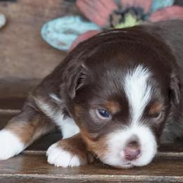 Red Tri Male - Red tri male Miniature Australian Shepherd puppy in Lawton, Oklahoma from Lindsey’s Aussies