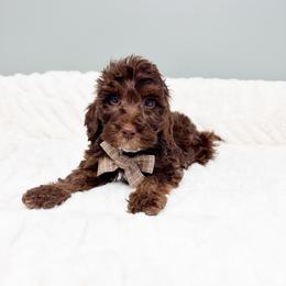 Harvest - Tri-color male Australian Labradoodle puppy in Springfield, Ohio from Dawson & Daryn's Royal Companions