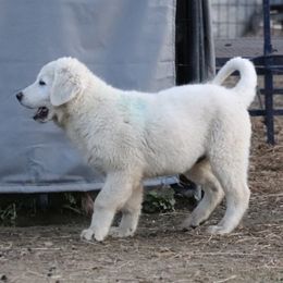 Rocco - Maremma Sheepdog puppy in Kings County, California from Prancing Pony Farm Maremma Sheepdogs
