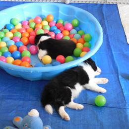 Border Collie Puppies from Top Notch Border Collies