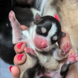 Pup No. 2 - Black and white male Pomsky puppy in Hurleyville, New York from My Crazy Pomskys