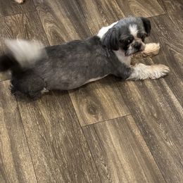 Livie - Shih Tzu