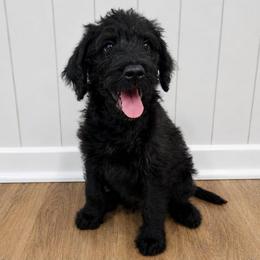 Captain Banks - Black male Double Doodle puppy in Whitsett, North Carolina from Rock Creek Doodles NC