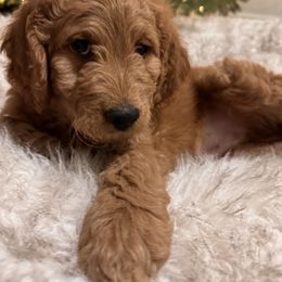 Goldendoodle Puppies from Oswego Doodles LLC