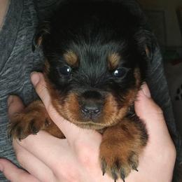Brown - Black and mahogany female Rottweiler puppy in Tangent, Oregon from Raya's Royals
