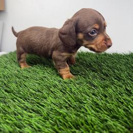AKC Mickey - Chocolate and tan male Dachshund puppy in Laveen, Arizona from Acosta Kennel