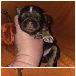 Sally - Chocolate and tan female Shih Tzu puppy in Fairview Park, Ohio from Sunshine Shih tzus