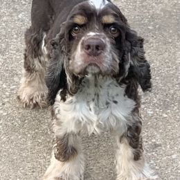 Reed - Cocker Spaniel