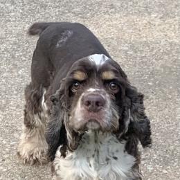 Reed - Cocker Spaniel