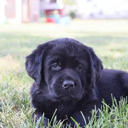 Dilute Retriever, Golden Retriever, and Labrador Retriever Puppies from Grimm Girls Farm