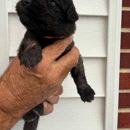 Girl 2 - female Leonberger puppy in Manchester, Tennessee from Bois D’Arc Leonbergers