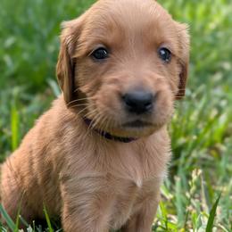 Purple - Dark golden female Golden Retriever puppy in Midland, North Carolina from Alger Farm, LLC