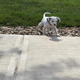 Green Collar Male - White and black male Dalmatian puppy in Colome, South Dakota from KB Ridgebacks and Dals, LLC