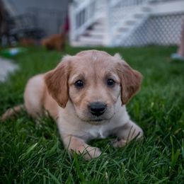 Golden Retrievers from UpSouth Golden Retrievers