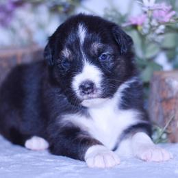 Miu Miu - Black tri-color female Australian Shepherd puppy in Easton, Missouri from MMA Kennel