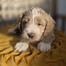 Jasper - Apricot male Goldendoodle puppy in Decatur, Tennessee from Diamond's Doodles