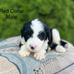 Red Collar Male - Black and white male Sheepadoodle puppy in Hilton, New York from Finger Lakes Doodles