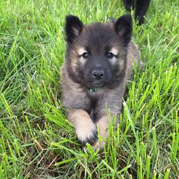 Green Boy - Mahogany and black male Belgian Tervuren puppy in Kirksville, Missouri from Katahdin Kennel Belgian Tervurens