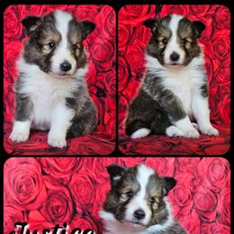 Justice - Sable and white male Shetland Sheepdog puppy in Lebanon, Tennessee from Henotic Homestead's Shetland Sheepdogs