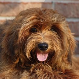 Pepper - Havanese
