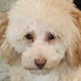 Poodles and Yorkshire Terriers from Sonshine Yorkies