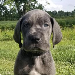 Great Danes from Weigert Danes