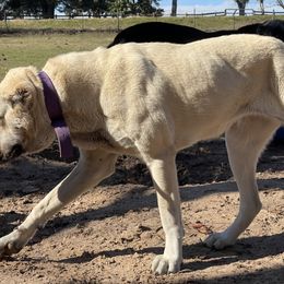 Turkish Boz Shepherd All Grown Up from Natural Born Guardians