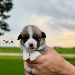 Male 2 - Red male Pembroke Welsh Corgi puppy in Waverly, Iowa from Kindred Corgis