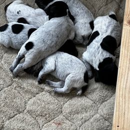 German Shorthaired Pointers from DiMeglio GSP's