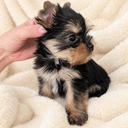 Girl 3 - Black and tan female Yorkshire Terrier puppy in Phoenix, Arizona from Madame Yorkie