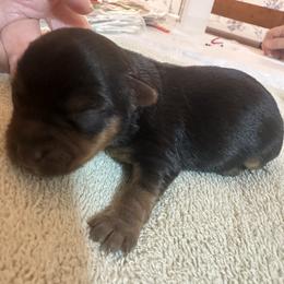 Daisy Mae - Black and tan female Yorkshire Terrier puppy in Cameron, Oklahoma from Jane’s Yorkies