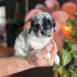 Mikey - Merle male Cockapoo puppy in Floyds Knobs, Indiana from Sweet Tails