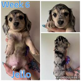 Jello - Dapple male Dachshund puppy in Michigan from M.H.P Dachshunds