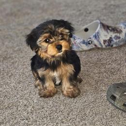 Fern - Black and tan female Yorkshire Terrier puppy in Thornville, Ohio from My precious yorkies