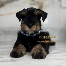 Black and Tan-Red Boy - Black and silver male Miniature Schnauzer puppy in Lake Placid, Florida from Love Giver Schnauzers