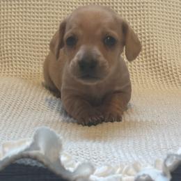 Lane - Cream male Dachshund puppy in Colonial Heights, Virginia from Mimi’s Doxies