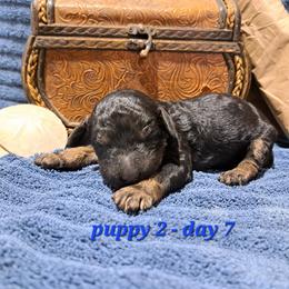 Poodle Puppies from Nothing better than Standard poodles