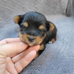 Lucky - Black and gold male Yorkshire Terrier puppy in Middleton, Idaho from Rocky Mountain Yorkies