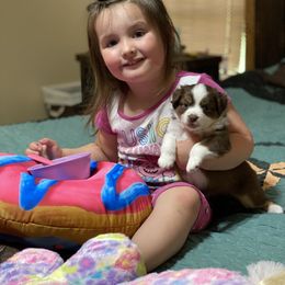 Miniature Australian Shepherd and Toy Australian Shepherd Puppies from HighEnd Aussies