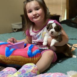 Miniature Australian Shepherd and Toy Australian Shepherd Puppies from HighEnd Aussies