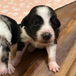 Classy girl - Black and white female Border Collie puppy in Fairview, Tennessee from Hoffman Forest Acres LLC