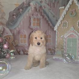Black boy - Caramel cream male Labradoodle puppy in El Paso, Texas from My Cuddly Doodles